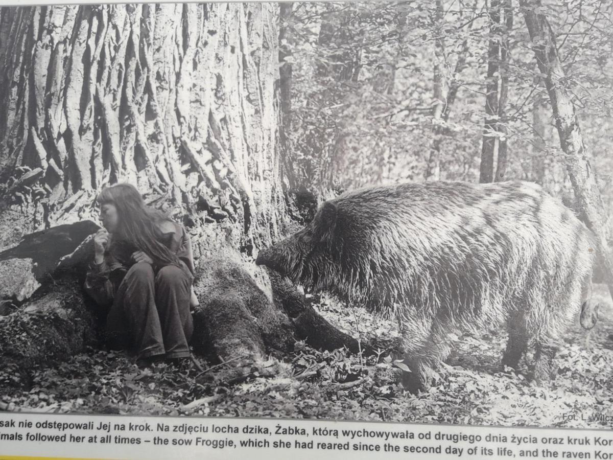 In Nature Białowieża Zewnętrze zdjęcie