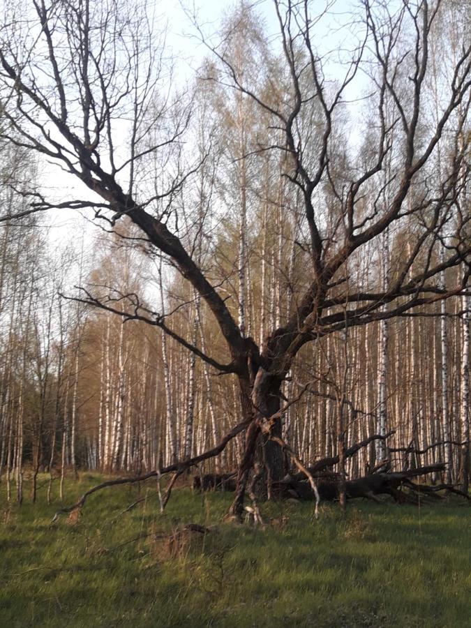 In Nature Białowieża Zewnętrze zdjęcie