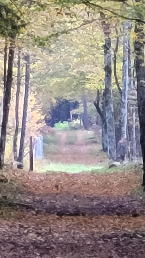 In Nature Białowieża Zewnętrze zdjęcie