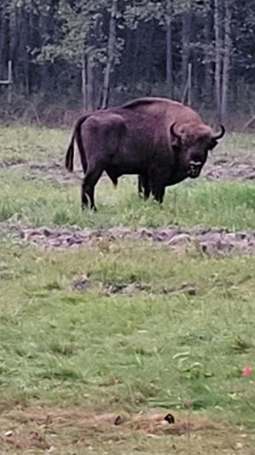 In Nature Białowieża Zewnętrze zdjęcie