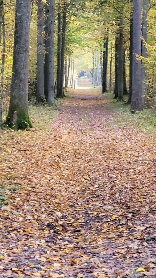 In Nature Białowieża Zewnętrze zdjęcie
